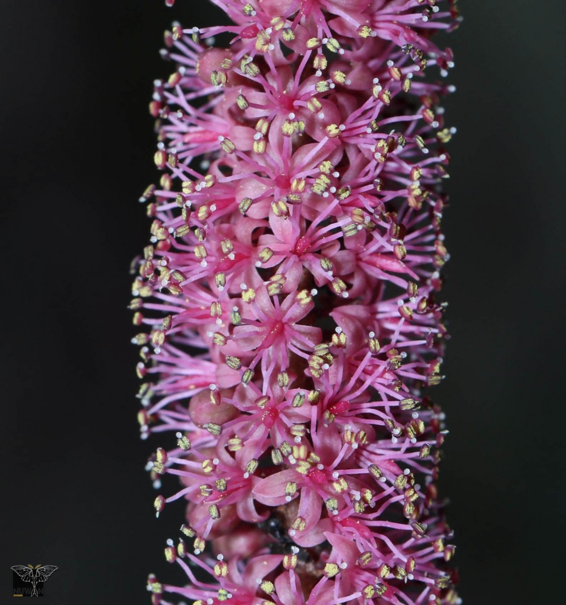 Adenanthera aglaosperma Alston